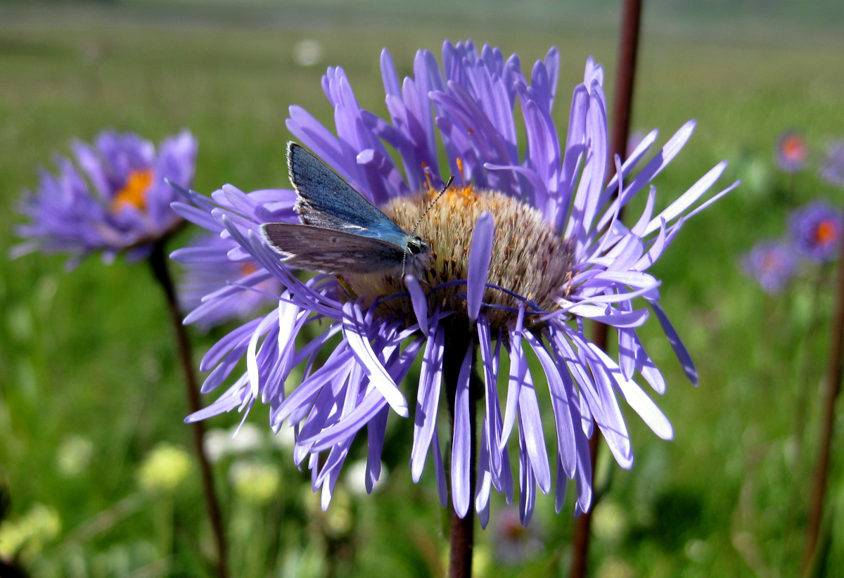 Maxwell Fazio's "Moth & Flower"