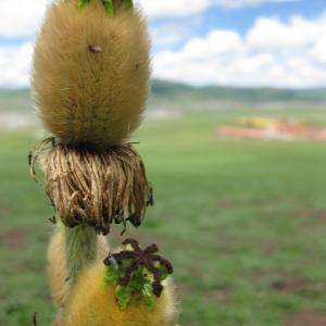 Maxwell Fazio's "Dry Flower"