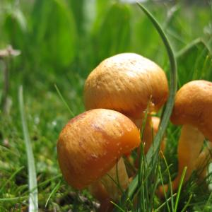 Maxwell Fazio's "Orange Mushies"